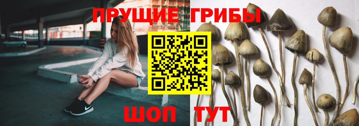 Десногорск  Псилоцибиновые грибы Psilocybe  купить  цена  Псилоцибиновые грибы MAGIC MUSHROOMS  Вход с VPN 